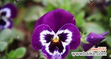 蝴蝶花的寓意与魅力 蝴蝶花的花语与美丽奇妙