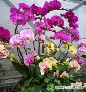 蝴蝶兰的神秘力量和美丽传说 蝴蝶兰的传说与花语