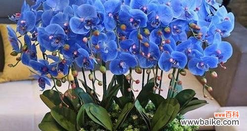 解读蝴蝶兰的象征与特点 蝴蝶兰的代表意义与奇妙之处