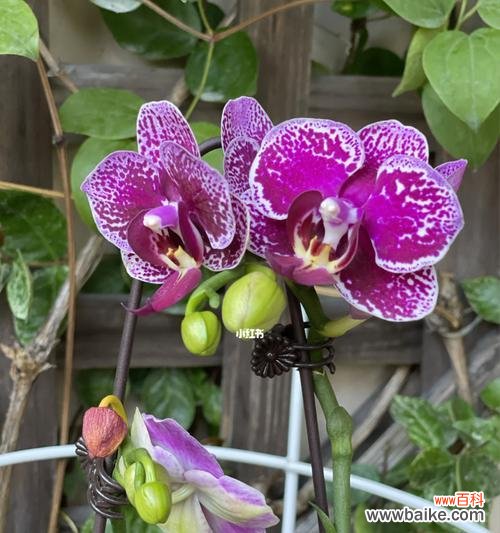 解读蝴蝶兰的象征与特点 蝴蝶兰的代表意义与奇妙之处