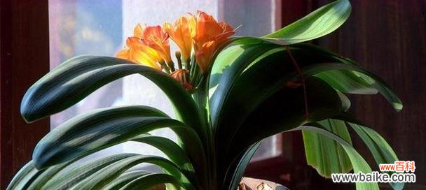 品格高尚的花卉之王 以君子兰为象征的意义