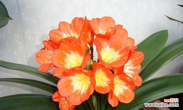 品格高尚的花卉之王 以君子兰为象征的意义