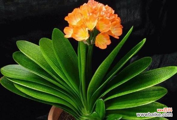 品格高尚的花卉之王 以君子兰为象征的意义