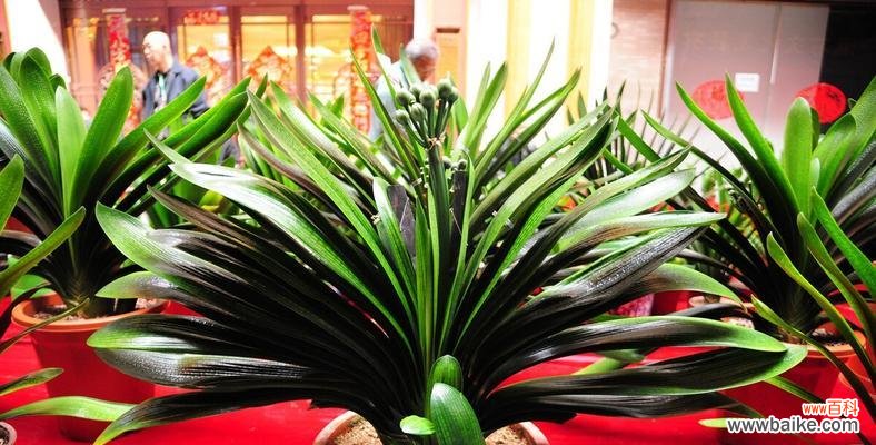 探讨君子兰开花的象征意义及文化传承 君子兰开花的寓意是什么