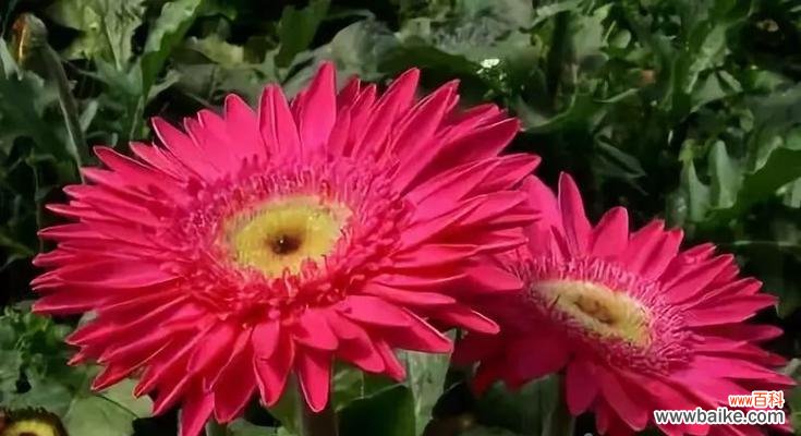 一朵花背后的深情与意义 卡萨布兰卡花语