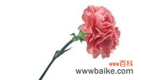 康乃馨花语白色系列的意义与象征 康乃馨白色花语