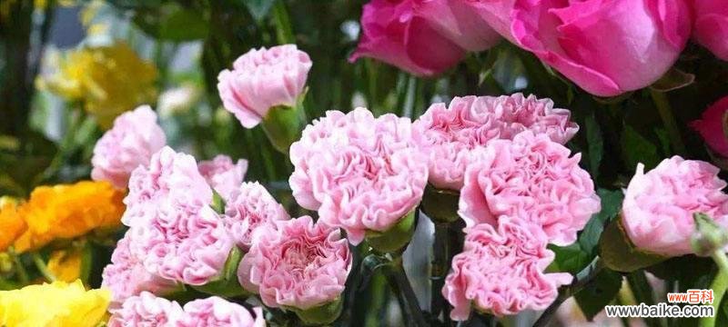 康乃馨花语白色系列的意义与象征 康乃馨白色花语