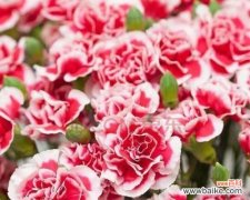 探秘康乃馨不同颜色所代表的情感与象征意义 康乃馨花色的含义解析