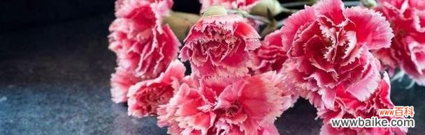 探秘康乃馨不同颜色所代表的情感与象征意义 康乃馨花色的含义解析