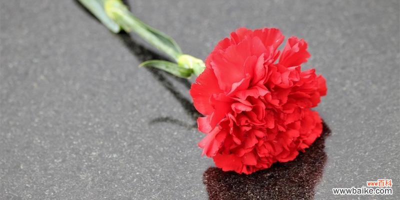 探索康乃馨不同颜色的花语 康乃馨的花语之色彩缤纷的意义