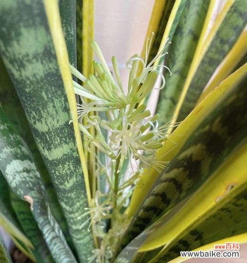 在荒凉中绽放 虎皮兰开花的象征寓意