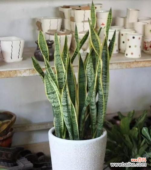 携手虎皮兰 虎皮兰的花语与寓意——给生活注入勇气与力量