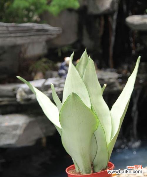 携手虎皮兰 虎皮兰的花语与寓意——给生活注入勇气与力量