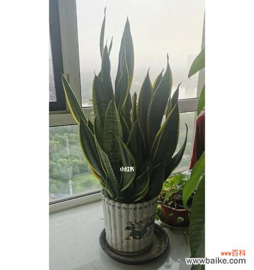 携手虎皮兰 虎皮兰的花语与寓意——给生活注入勇气与力量