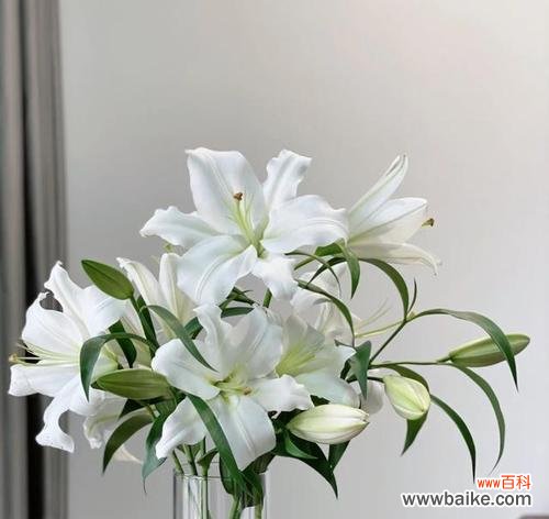 揭开虎皮百合的神秘面纱 虎皮百合花语-寓意和传说