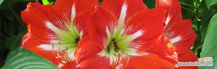 揭开虎皮百合的神秘面纱 虎皮百合花语-寓意和传说