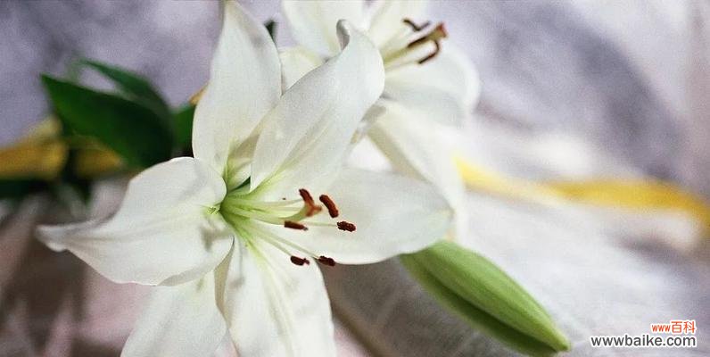 揭开虎皮百合的神秘面纱 虎皮百合花语-寓意和传说