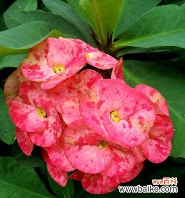 威武不屈的虎刺梅花 虎刺梅花的寓意及象征意义