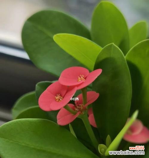 威武不屈的虎刺梅花 虎刺梅花的寓意及象征意义