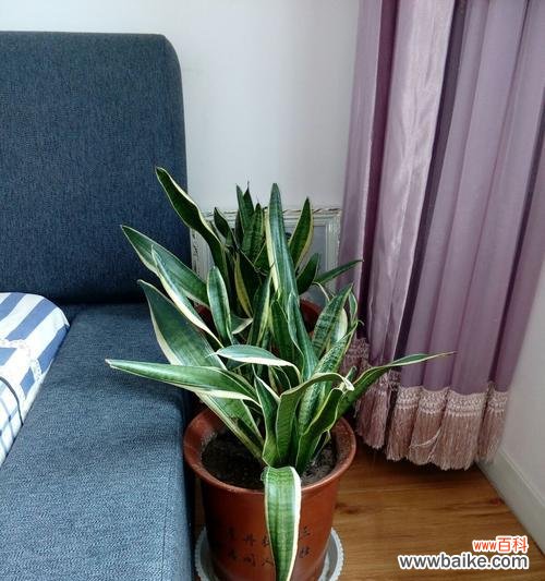 以虎尾兰为纽带 虎尾兰花语——寓意与传承