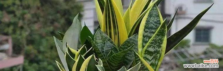 以虎尾兰为纽带 虎尾兰花语——寓意与传承