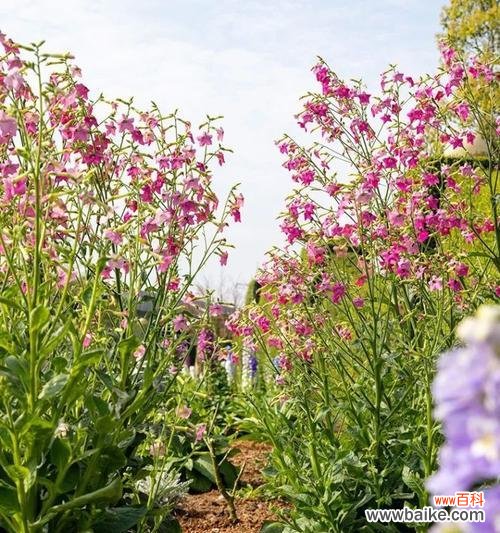 探寻花烟草的花语与神话 花烟草之美与传说