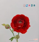 探寻花毛茛花语的奥秘 花毛茛花语