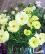 探寻花毛茛的花语之美 花毛茛，一朵寓意美好的花