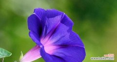 深入了解花卉分类对于植物研究和园艺设计的重要性 花卉分类的意义及方法