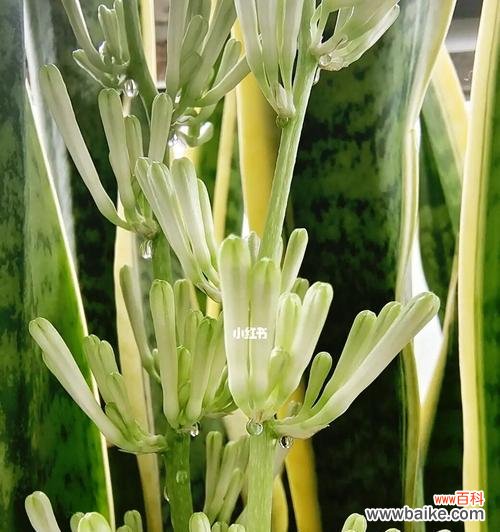 以虎尾兰开花的代表寓意及其传承 虎尾兰盛开,寓意美好生活