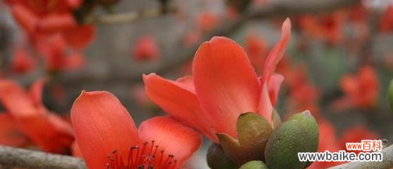 雁来红的花语与美好寓意 花开寄情，红雁如愿