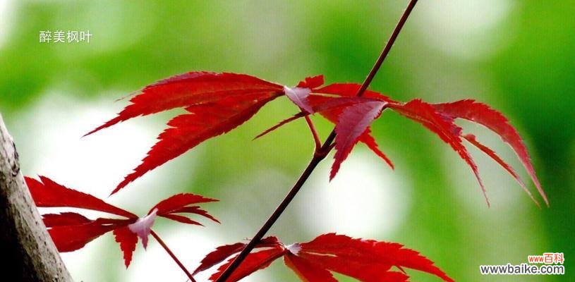 雁来红的花语与美好寓意 花开寄情，红雁如愿