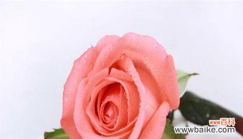 舞动着痛苦的花朵 花语虐心，绽放无尽悲伤