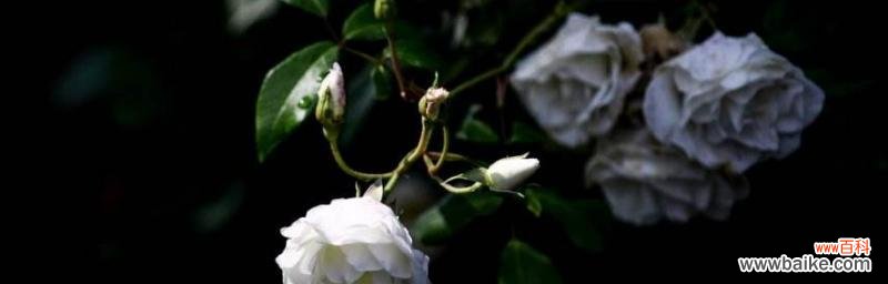 舞动着痛苦的花朵 花语虐心，绽放无尽悲伤