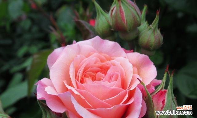 舞动着痛苦的花朵 花语虐心，绽放无尽悲伤