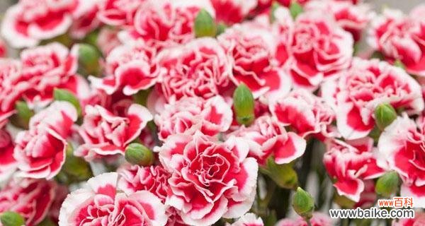 探寻康乃馨的花语之谜 以10朵康乃馨代表什么花语