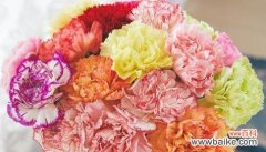 康乃馨的特点及其象征意义 康乃馨——坚韧与爱的象征