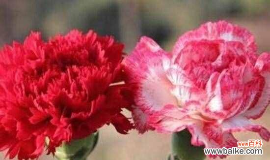 美丽与真爱的象征——康乃馨 康乃馨的意义与象征