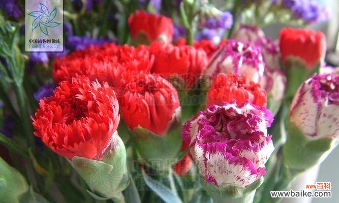 传递爱与美的花语 康乃馨的含义与象征