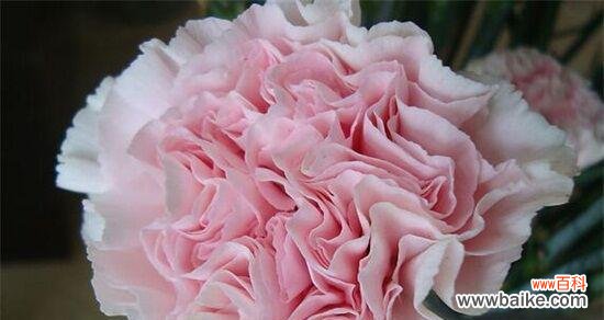 传递爱与美的花语 康乃馨的含义与象征