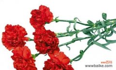 探寻康乃馨的美丽与深刻内涵 康乃馨的意义与象征