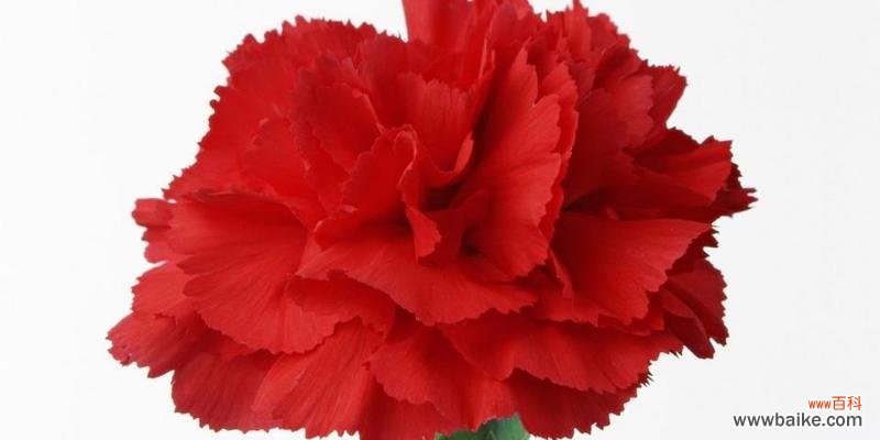 香气独特 康乃馨的花语及其寓意