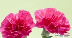 香气独特 康乃馨的花语及其寓意