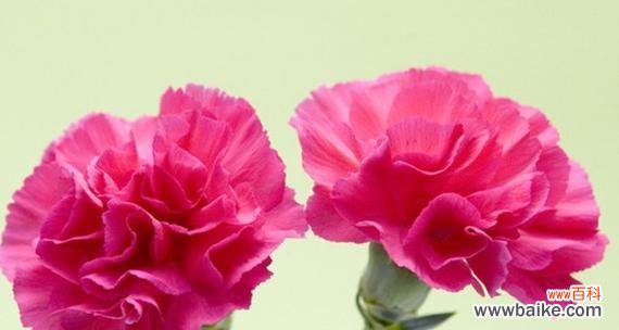 香气独特 康乃馨的花语及其寓意