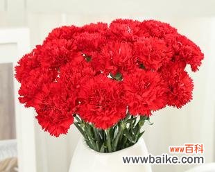 探究康乃馨花朵所代表的情感与价值观 康乃馨花语的深刻寓意与象征意义