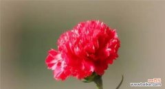 探寻康乃馨的特点及象征意义 康乃馨——爱与希望之花