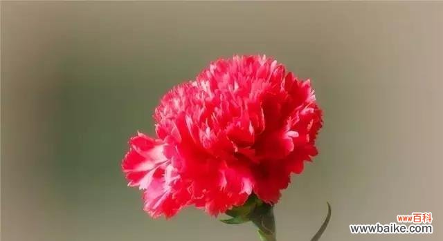 探寻康乃馨的特点及象征意义 康乃馨——爱与希望之花