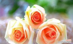 从一支到十二支 以花语玫瑰数量代表意思