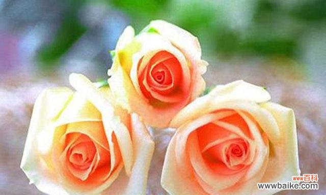 从一支到十二支 以花语玫瑰数量代表意思