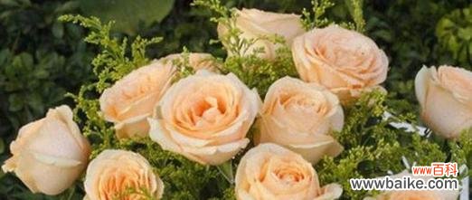 探寻花朵背后的隐含意义 花语含义大全